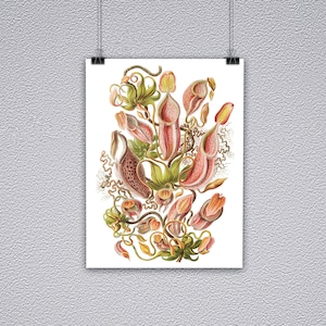 Tropical Pitcher Plant Botanical Illustration Print