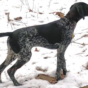 May include: A black and white German Shorthaired Pointer dog standing in the snow. The dog is looking to the right of the image.