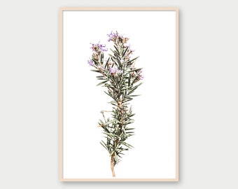 Rosemary Art Print