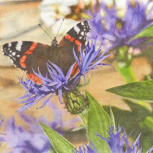 Red Admiral Butterfly: Coloured Pencil Drawing, A5, A4, Fine Art Mounted Print. Archival Quality.