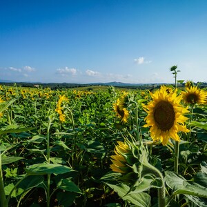 Sonnenblumenfeld in Italien Digital Download, Wandkunst, Wand-Dekor, Straßenszene, Reisefotografie