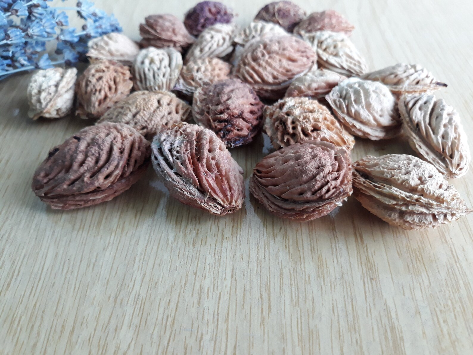 Set of 10 Peach Pit Peach Pits 10 Units Real Organic Dried Etsy Australia