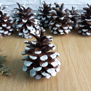 10 Natural Pine cones open White pine cones for rustic christmas winter home decor