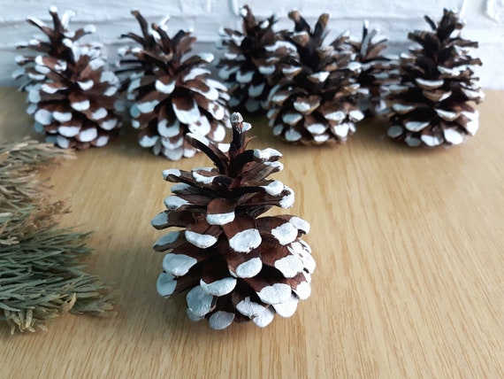 Small Pine Cones for Natural Decorations with a Rustic Touch