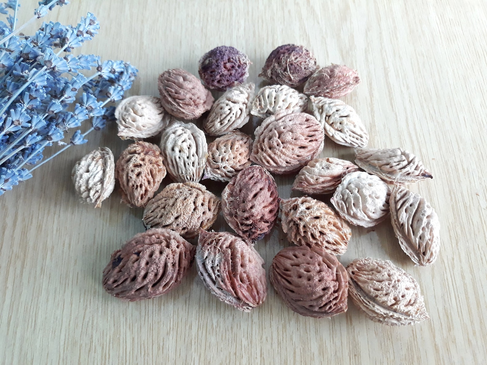 Set of 10 Peach Pit Peach Pits 10 Units Real Organic Dried Etsy Australia