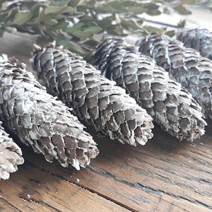 Large white pine cones for rustic christmas winter home decor