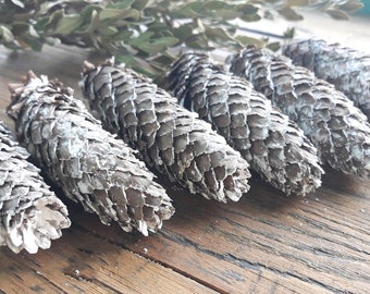 Large white pine cones for rustic christmas winter home decor