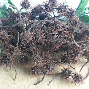 Set of 20 young dried horse chestnut Natural horse chestnuts in shell Horse chestnut hedgehogs