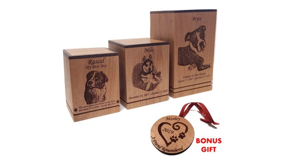 best small non shedding dog breeds