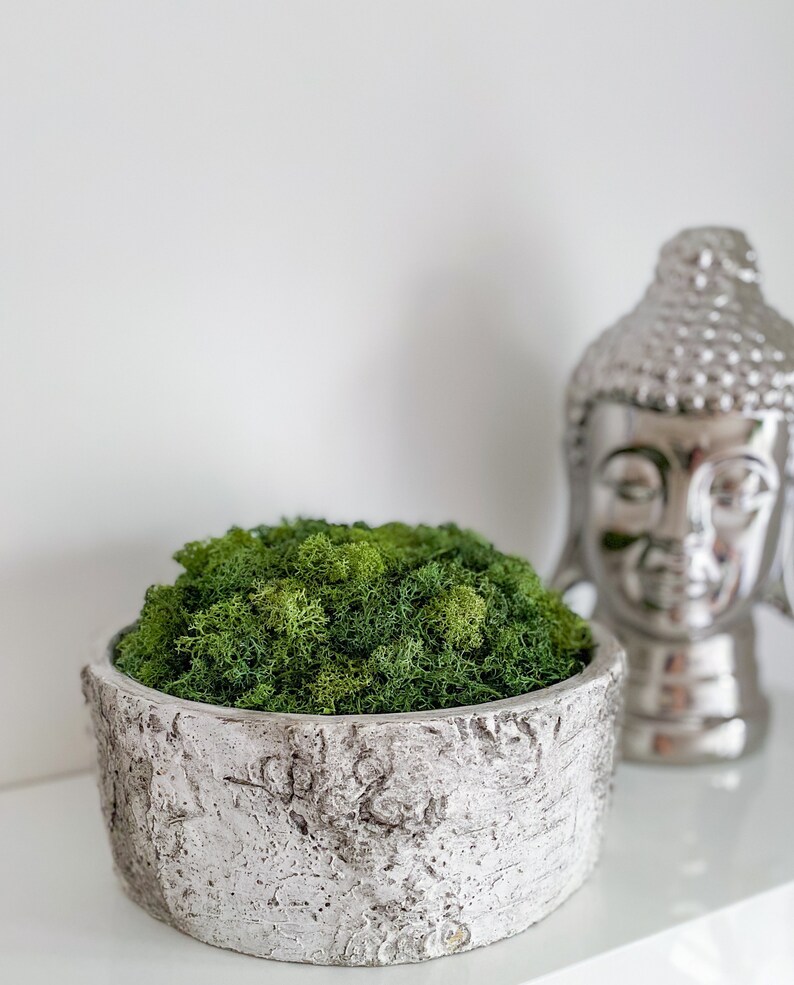 Moss bowl artificial moss fake moss bowl concrete bowl Etsy