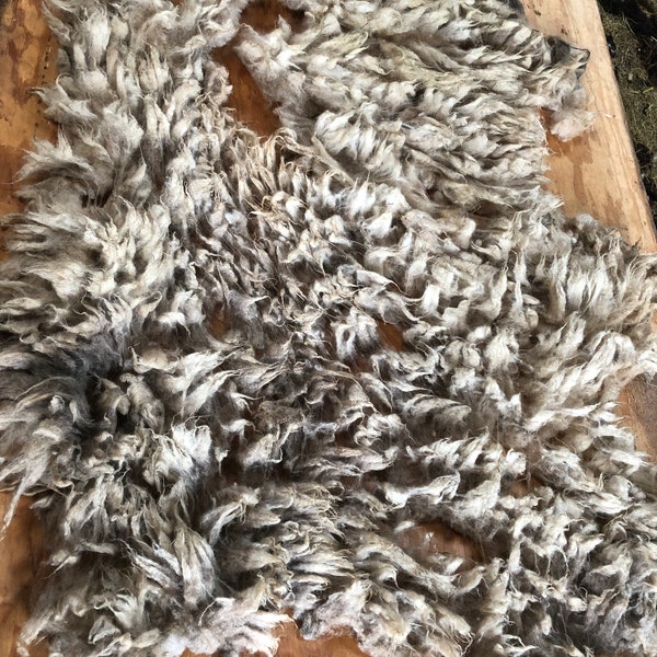 Raw badger face welsh mountain fleece