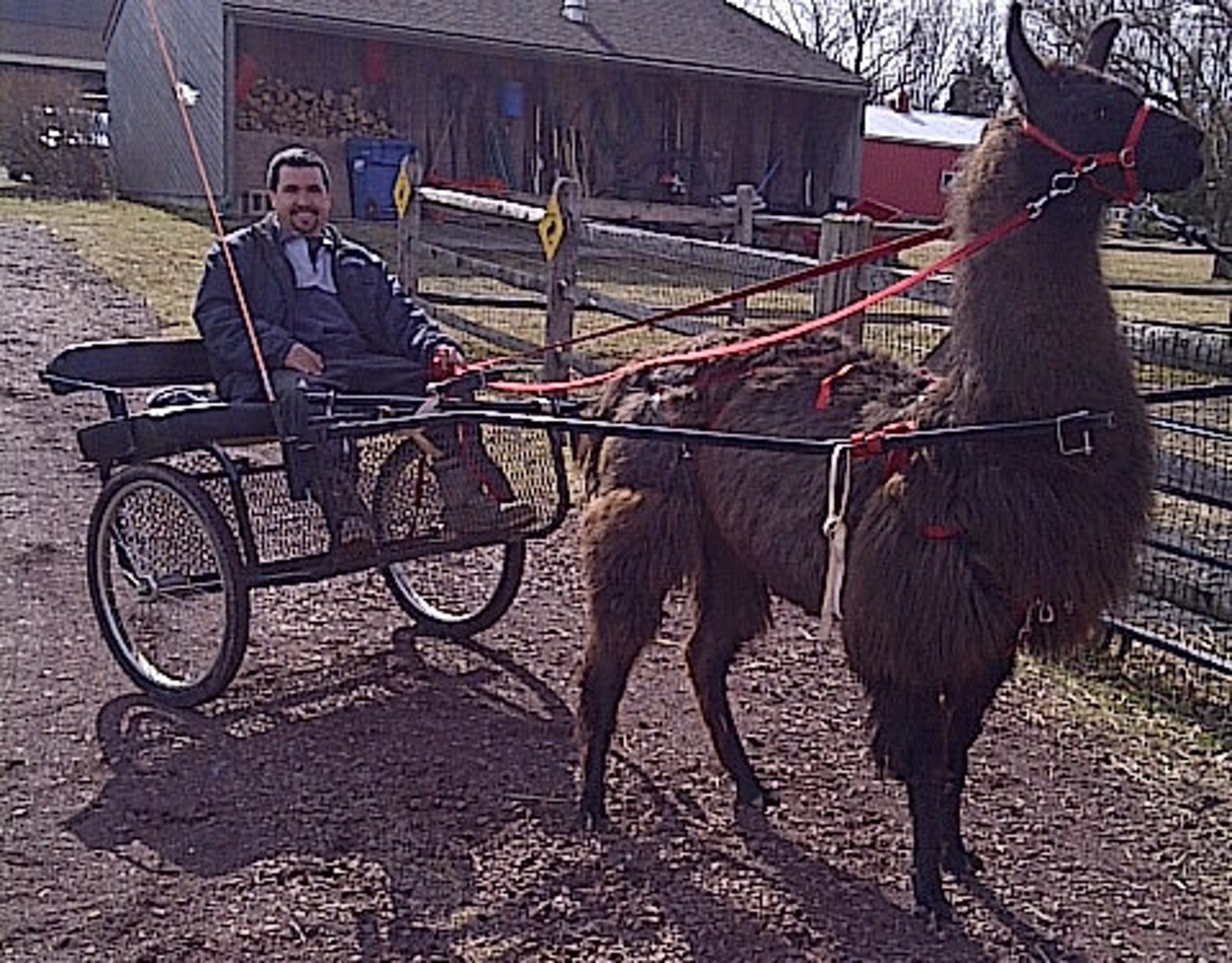 Llama Driving Harness Etsy