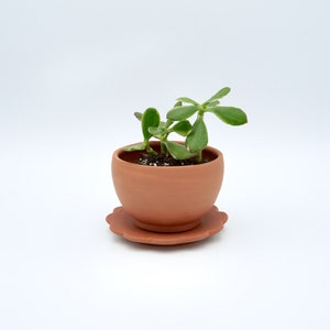 May include: A small, terracotta-colored ceramic pot with a matching saucer, holding a green succulent plant. The pot has a rounded shape, and the saucer has a scalloped edge. The plant has thick, green leaves.