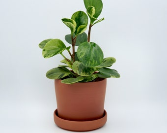Planter