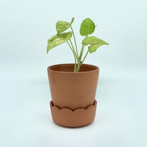 Planter with Scalloped Cup Saucer