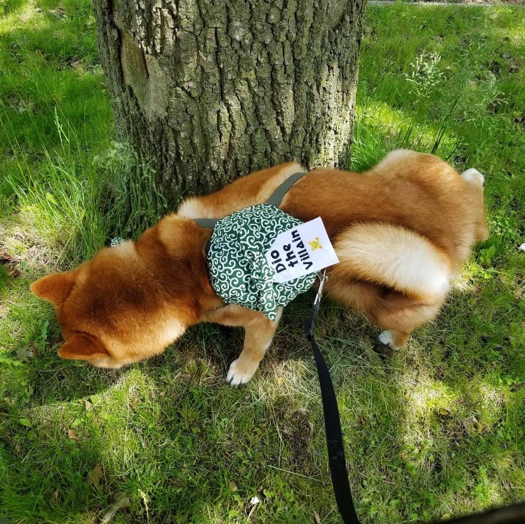 shiba in backpack