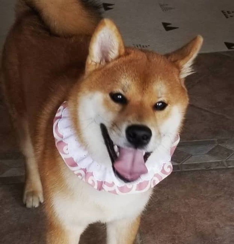 karakusa bandana shiba