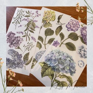 Mystic Hydrangea  - redesign Decor Furniture Transfers - rub on image transfer - 3 sheets 6&quot; x 12&quot;