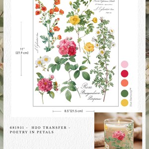 以下が含まれることがあります： 赤、ピンク、黄色、オレンジ色のバラの植物画が描かれた白いH2O転写シート。シートのサイズは27.9cm x 21.5cmで、「Rosa Burgundiaca」や「Poetry in Petals」などのテキストが含まれています。