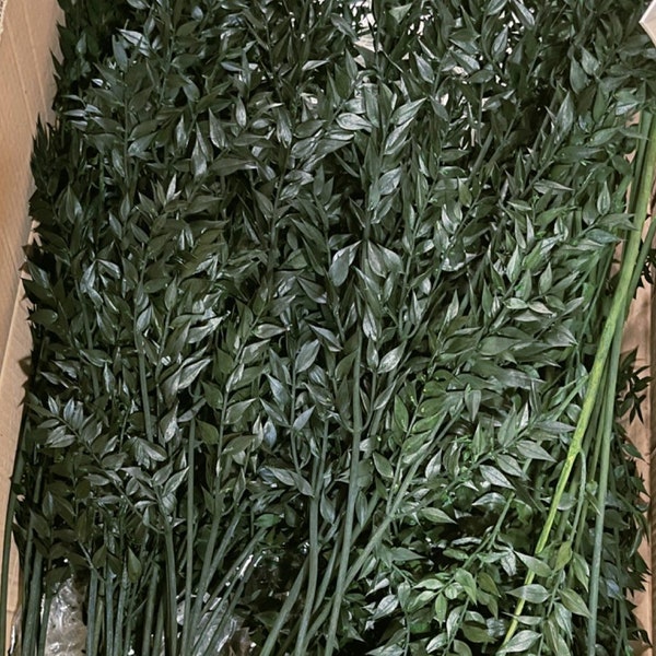 Ruscus Dark green Preserved - Wholesale per kg - wedding decoration - foliage