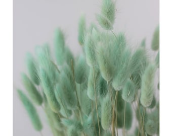 Lagurus, hair tail, rabbit tail, mini pampa blue mint dyed color