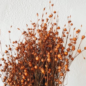 Flax linum, dried linum orange tint bunch 90-100g