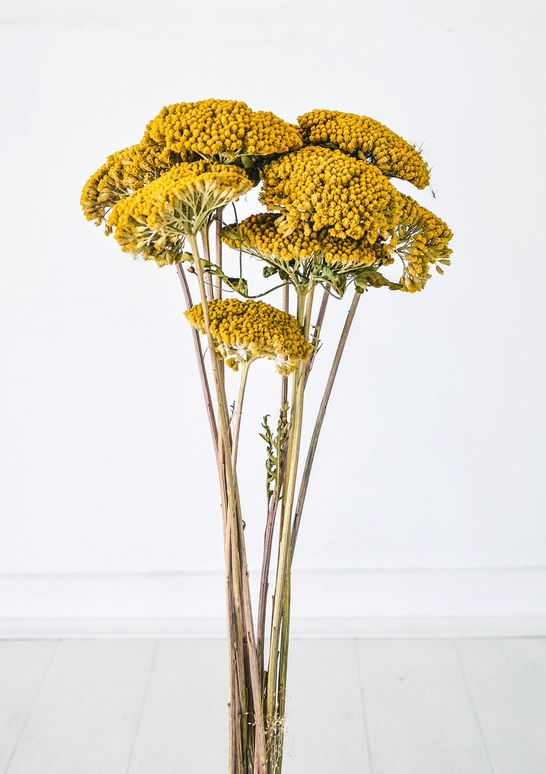 Beautiful Dried Achillea Yarrow Bunch 100g Etsy