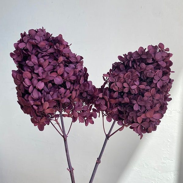 Preserved Hydrangeas paniculata, Burgundy Purple 50cm jewelry tool, Resin DIY,  home decoration