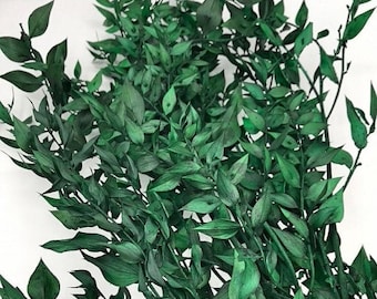 Preserved ruscus dark green painted, preserved foliage, preserved leaf