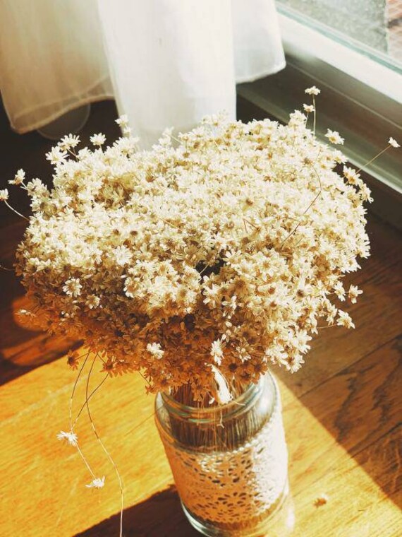 Glixia Marcelo 80G, Immortelle Brazil, Rustic Flower, Art Decoration