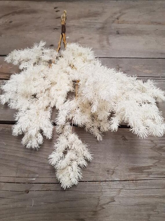 Preserved Ming Fern Bleached, White Fern, Preserved Foliage