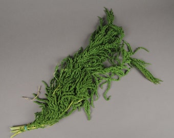 Hanging Amaranthus lime green - 6 -7 stems/ Preserved Wedding flower decor Living walls,