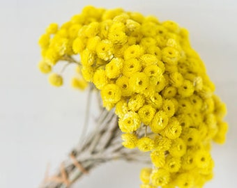 Immortelle bouquet, Corsican immortelle, Var helychrisium immortelle, Occitance yellow flower