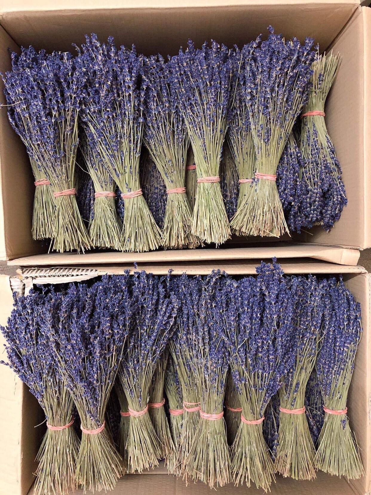 Wholesales Case Of Provencial French True Lavender, Lavendula, South France,