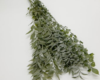 Dried ruscus green natural, dried foliage, interior decoration