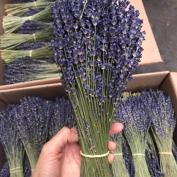 5 x lavande bunch wholesale price, true French lavender
