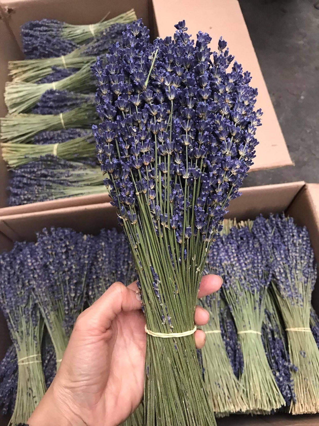 5 X Lavande Bunch Wholesale Price, True French Lavender