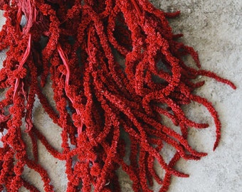 Hanging amaranthus red color - 6 -7 stems/ preserved flower, preserved amaranth, wall decoration, home decor Length 70- 100cm