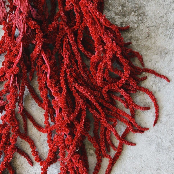 Hanging  amaranthus red color - 6 -7 stems/ preserved flower, amaranthe preserve, wall decoration, home decor Length 70- 100cm