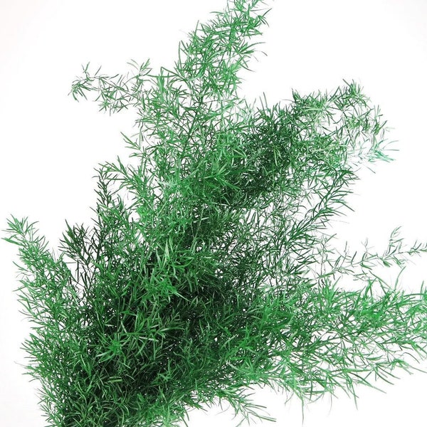 ASPARAGUS SPRENGERI dark green preserved, dried flower, fern preserved, kokedama art, DYI project