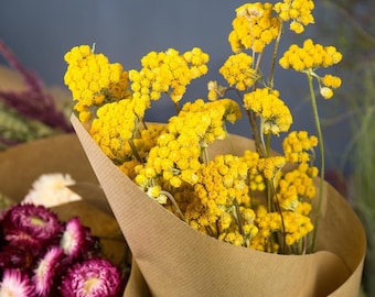 Lona seché couleur jaune naturel 100g bunch, dried flower