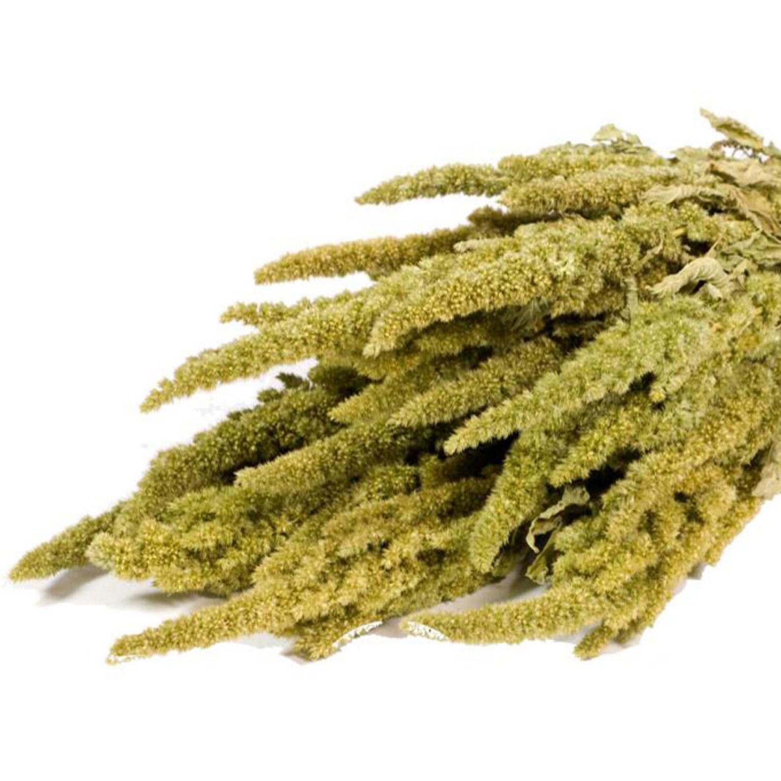 Dried amaranthus natural green Etsy