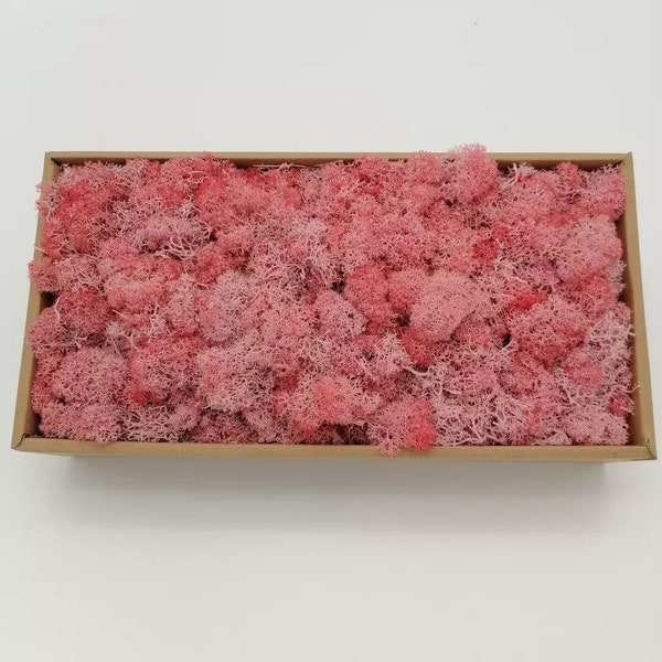 Preserved lichen reindeer moss pink coral, light pink, wall moss DIY tool, wall decoration