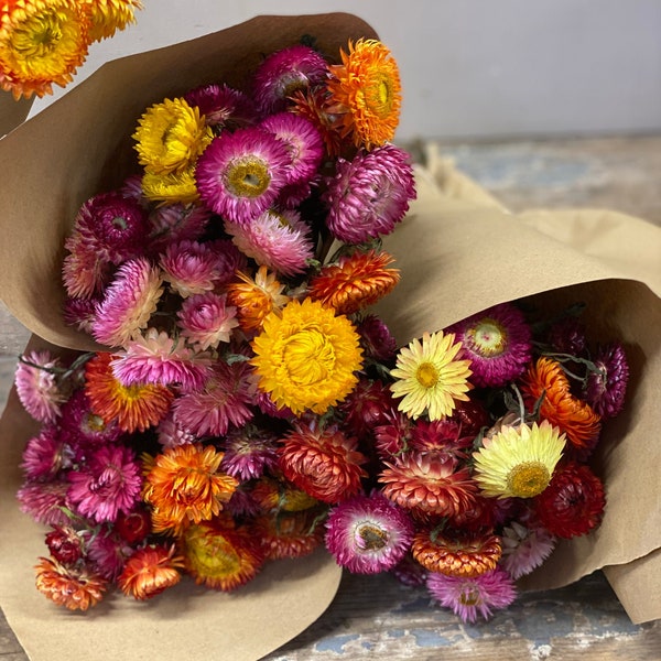 Dark pink purple Strawflowers,  everlasting daisy dried flowers, chrysanthemum, immortelle 3oz bunch, rustic decoration