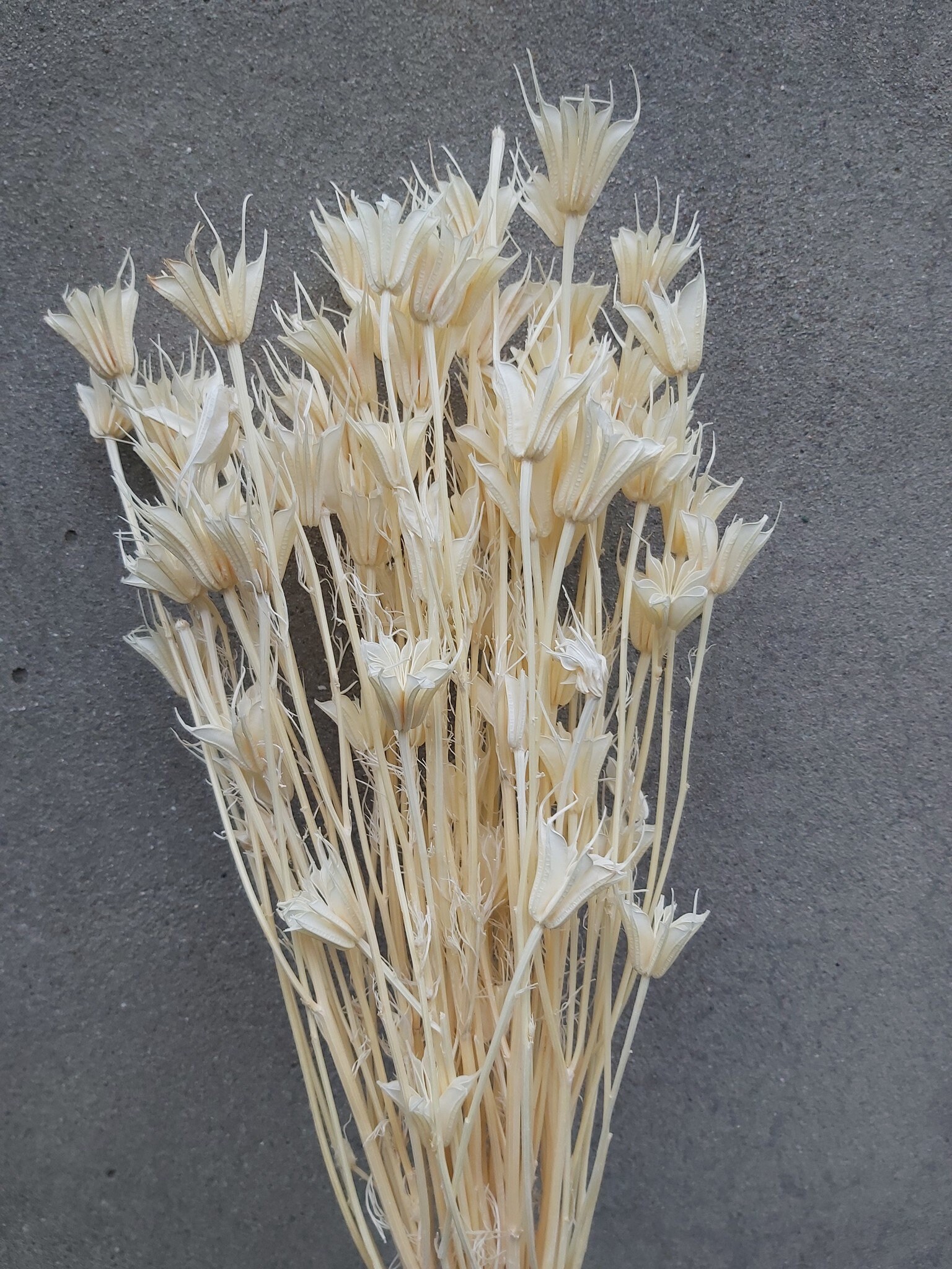 Nigella Orientale Bleached, White Bouquet 100G, Dried Flower, Rustic Bunch