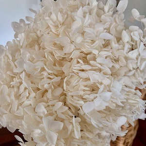 Creamy white Preserved anna hydrangea Diamter 20-22cm, hortensia, bridalflower, preserved white/bleached image 3