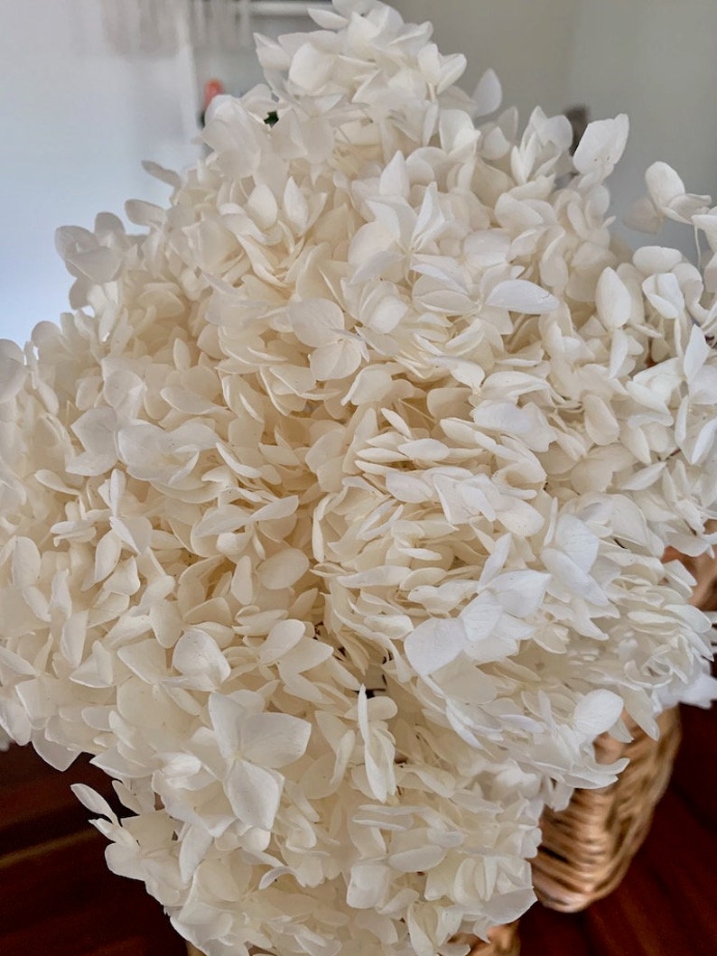 Creamy white Preserved anna hydrangea Diamter 20-22cm, hortensia, bridalflower, preserved white/bleached image 3