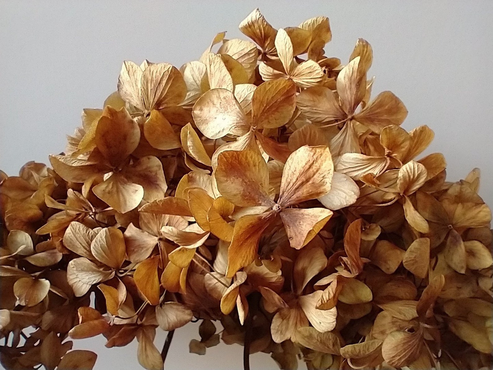 X3 stems Dried hydrangea brown natural dried hydrangea Etsy