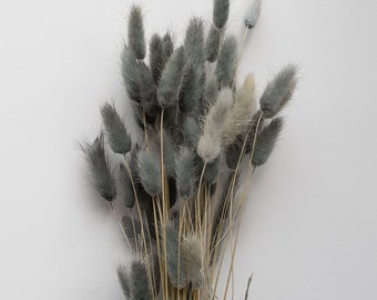 Lagurus, hair tail, rabbit tail, mini gray pampas