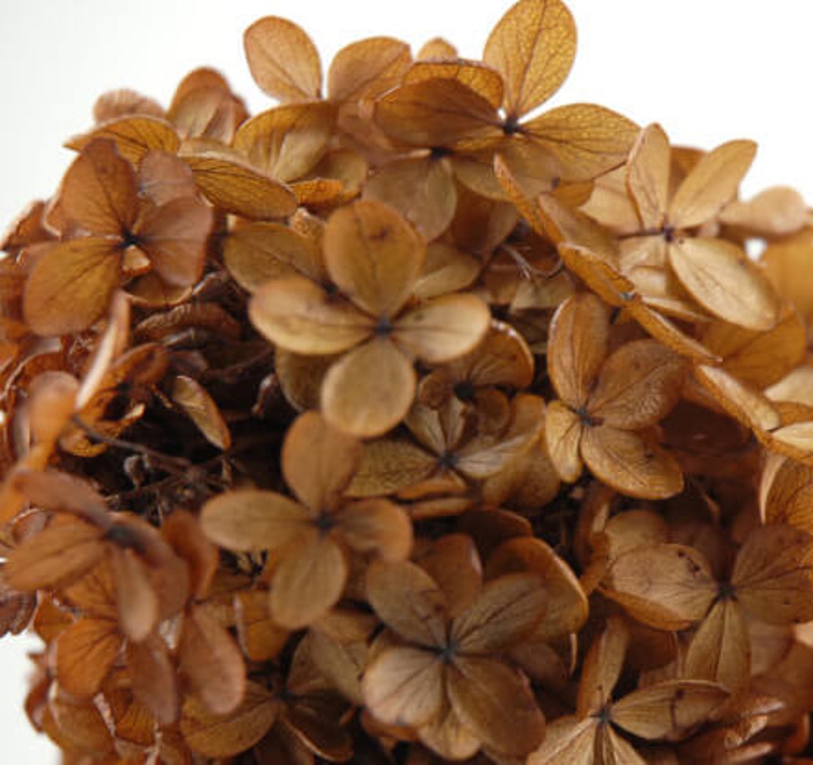 X3 stems Dried hydrangea brown natural dried hydrangea Etsy